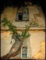 Picture Title - the tree and broken down windows......