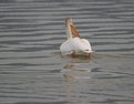 Picture Title - American White Pelican