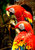 Parrots