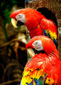 Picture Title - Parrots