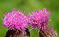 Picture Title - Thistles