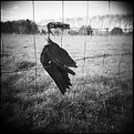 Picture Title - Bird On A Wire