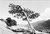 A lonesome tree
