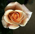 Picture Title - A Rose...