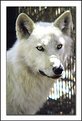 Picture Title - White Wolf