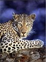 Picture Title - Leopard