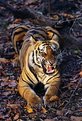 Picture Title - Bengal Tiger