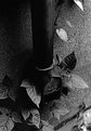 Picture Title - untitled