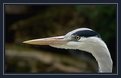 Picture Title - Grey heron 