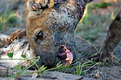 Picture Title - Hyena