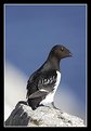 Picture Title - Little Auk