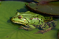 Picture Title - I am really a frog