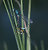 dragonfly sex ;-)