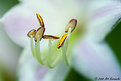 Picture Title - Special Stamen