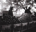 Picture Title - Farmer's Market