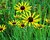 Blackeyed Susans