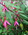 Fuchsias