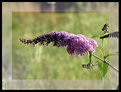 Picture Title - Wild Butterfly Bush
