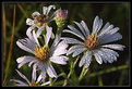 Picture Title - Lake Wildflowers