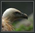 Picture Title - Vulture