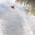Picture Title - Ripples