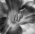 Picture Title - BW Macro