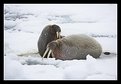 Picture Title - Walruses