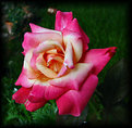 Picture Title - Double Delight Rose in August