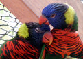 Picture Title - love birds