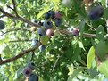 Picture Title - blueberry season
