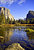 Yosemite Beauty...