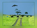 Picture Title - Cows, meadows and gliders !