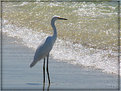 Picture Title - Beach Watch