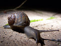 Picture Title - Snail Shell