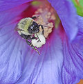 Picture Title - Bee in Hibiscus