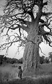 Picture Title - Baobab (Burkina Faso)