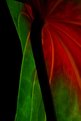 Picture Title - Red and Green