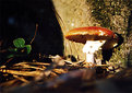 Picture Title - Mushroom