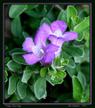 Picture Title - Pretty Texas Sage