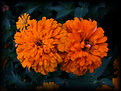 Picture Title - Summer Zinnias...