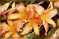 Picture Title - Tigerlily