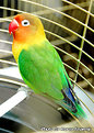 Picture Title - Parrot Kamil :)