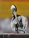 Picture Title - Pelican in Yellow