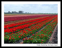 Picture Title - Tulip Fields