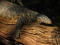 Picture Title - nile monitor