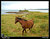 a ruined castle and a horse