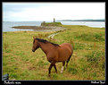 Picture Title - a ruined castle and a horse