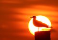 Picture Title - sunset gull