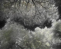 Picture Title - IR TreeTops