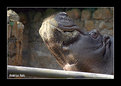 Picture Title - Hippopotamus
